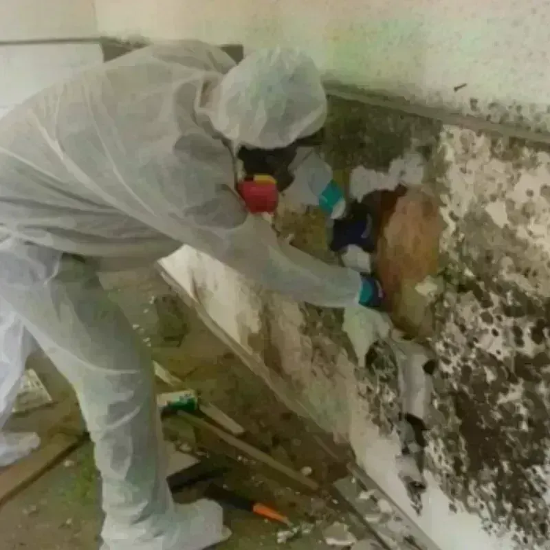 Mold Remediation and Removal in Wood Village, OR